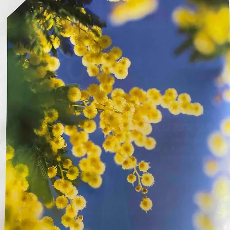 Les Jardins De Diana Mandelieu-la-Napoule